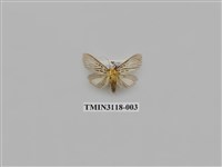 藏品(螟蛾222)的圖片